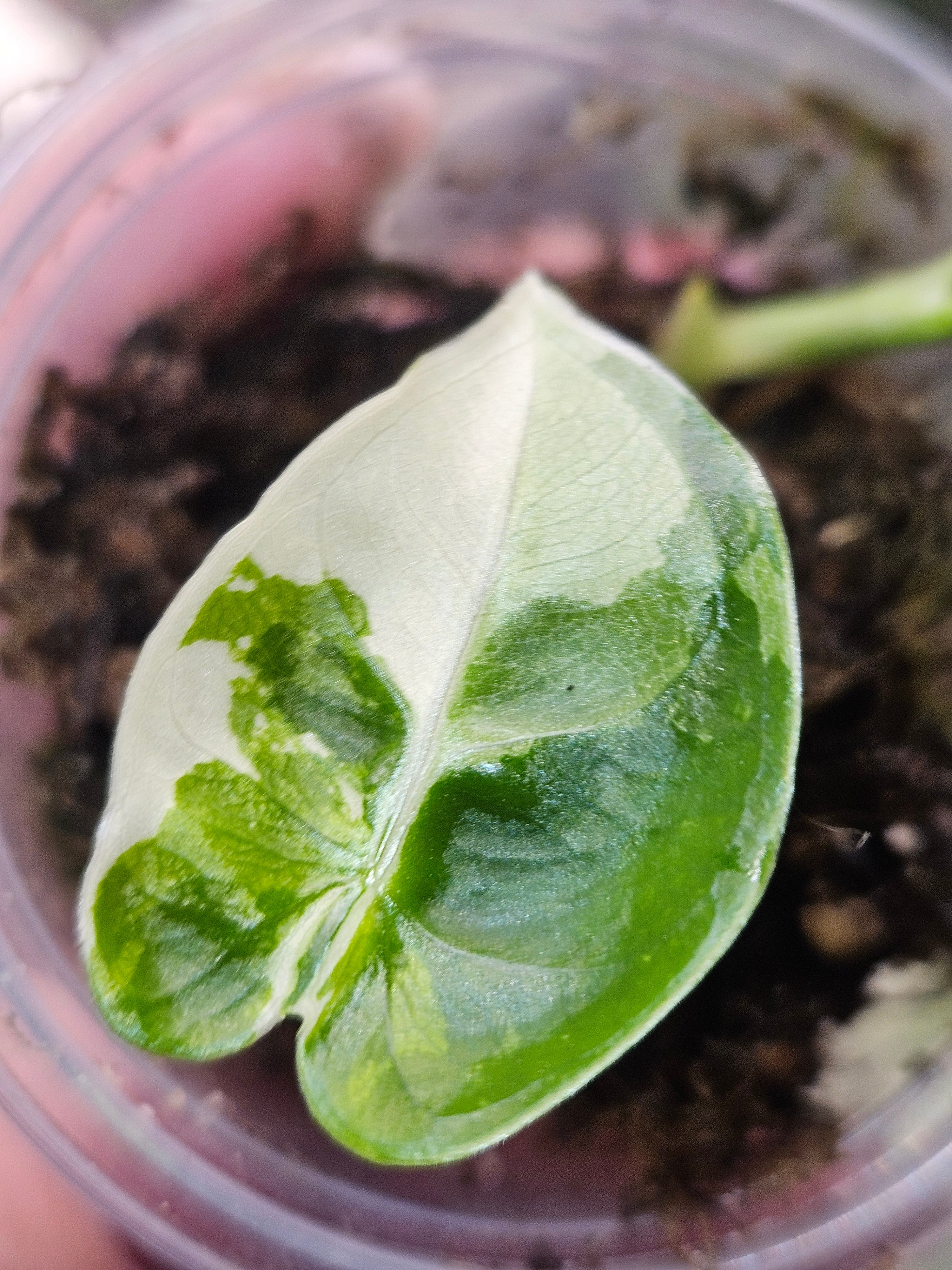 Alocasia Frydek Albo