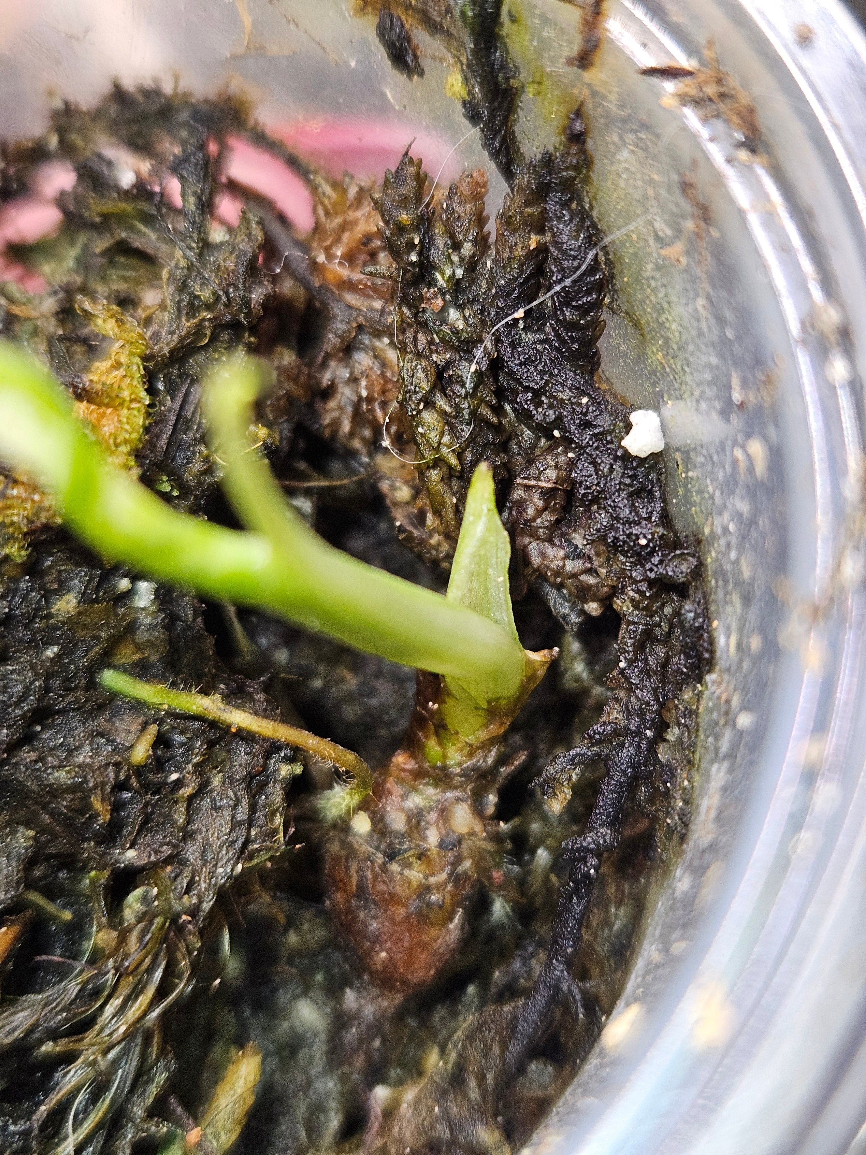 Alocasia Frydek Albo
