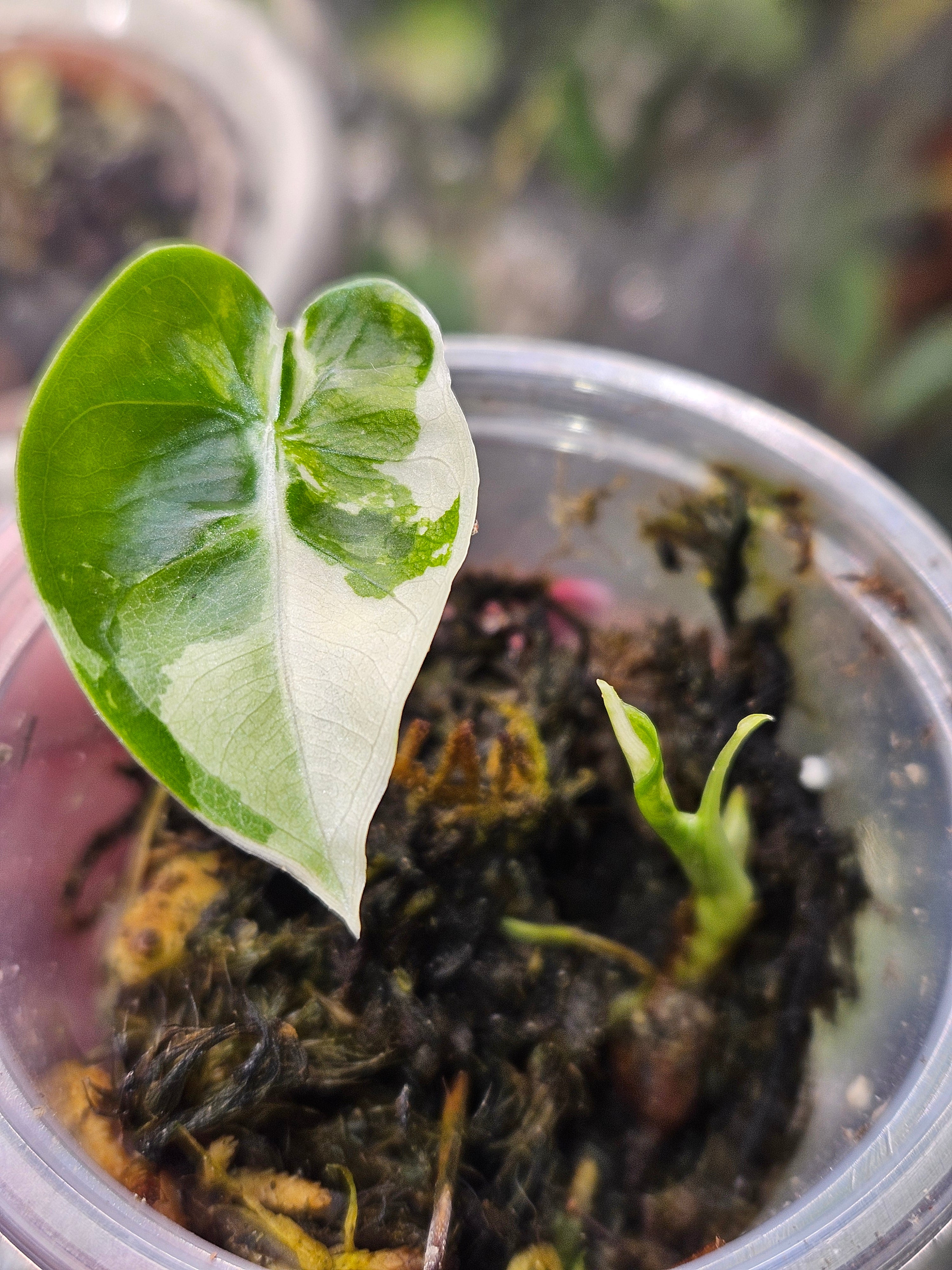 Alocasia Frydek Albo
